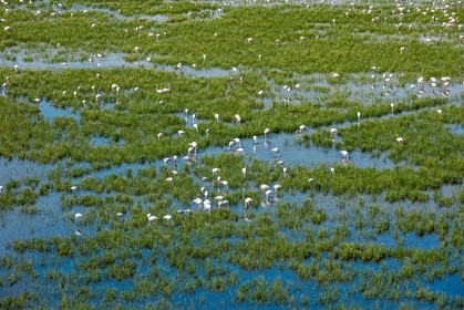 Camargue