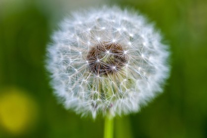 Pissenlit dit Taraxacum