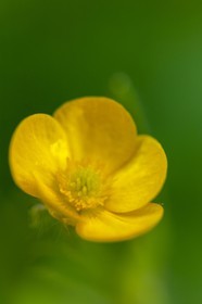 Renoncule, Ranunculus arvensis