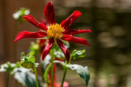 Flore Méditerranéenne