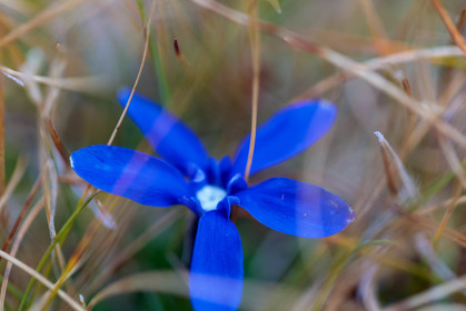 Flore alpine