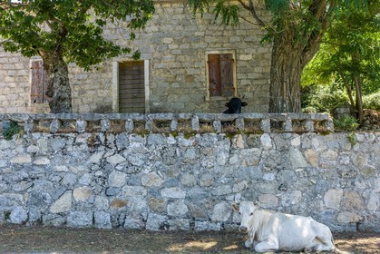 Vaches corses