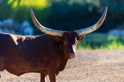 Parc animalier de la Barben