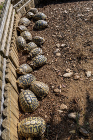 Tortue d'Hermann
