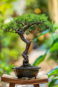Bonsai Center