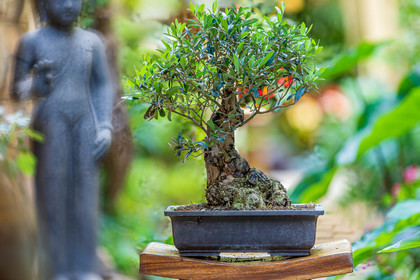 Bonsai Center