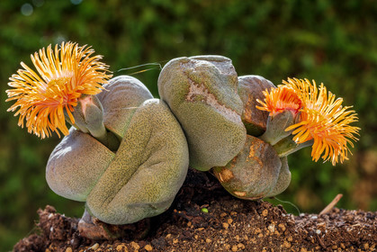 Flore Méditerranéenne