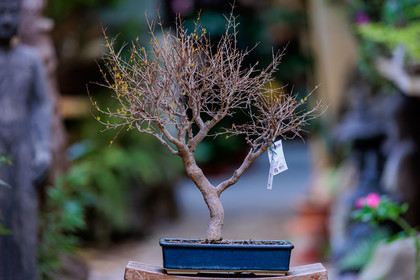 Bonsai