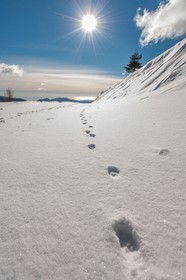 Turini