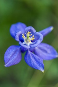 Flore Alpine,Ancolie des Alpes, Aquilegia alpina.
