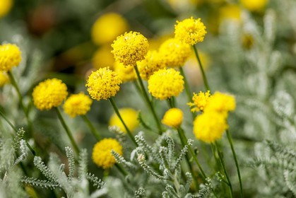 Flore corse