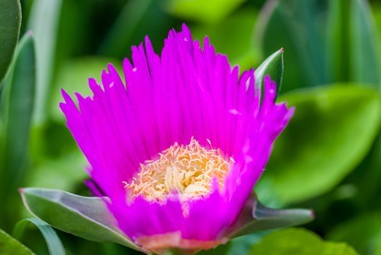 Fleur de griffe de sorcière (Carpobrotus edulis).