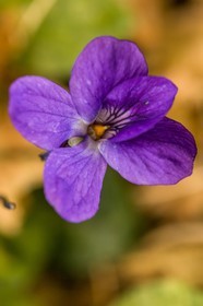 Violette, Viola