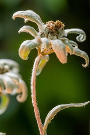 Edelweiss