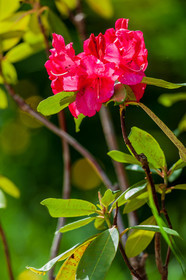 Rhododendron
