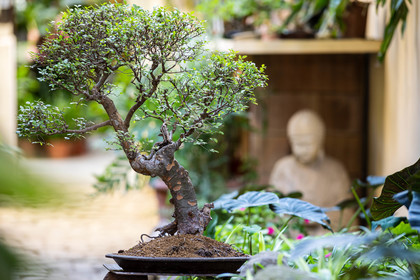 Bonsai