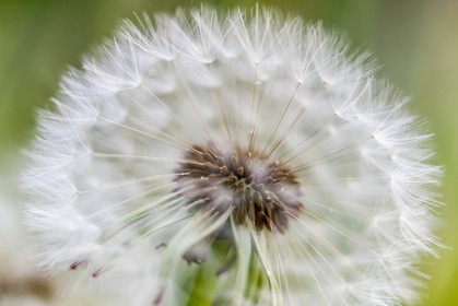 Pissenlit dit Taraxacum