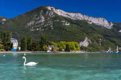 Cygne sur le Lac d'Annecy