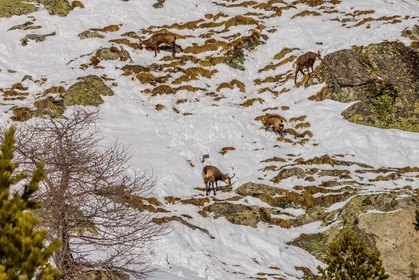 Chamois
