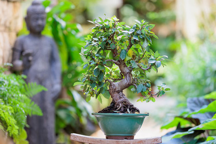 Bonsai Center