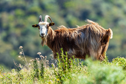 Faune corse