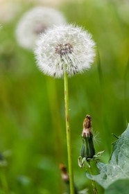 Pissenlit dit Taraxacum