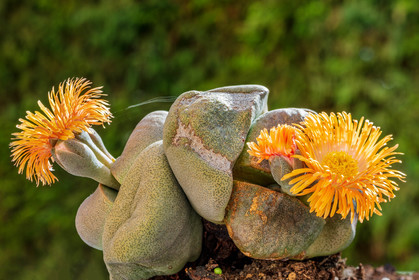 Flore Méditerranéenne