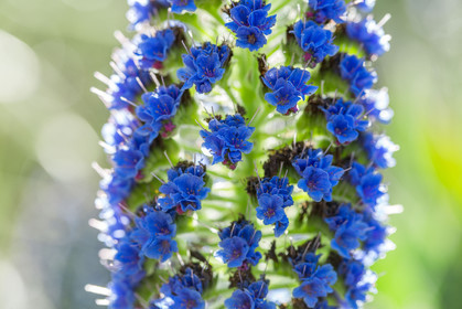 Flore Méditerranéenne