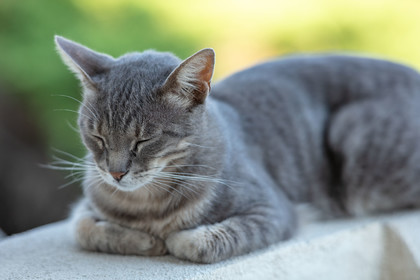 Chat corse