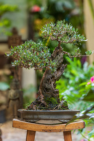 Bonsai Center