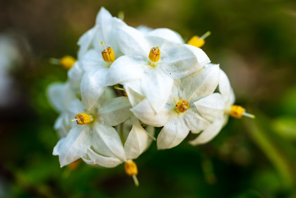 Flore corse