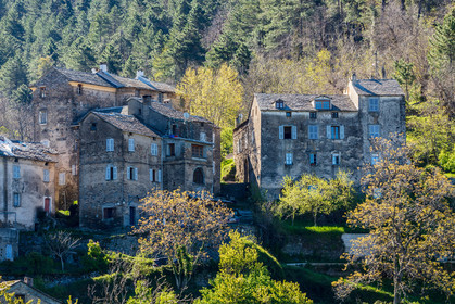 Saliceto