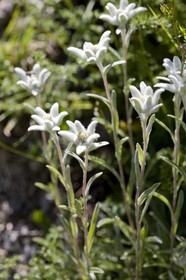 Edelweiss, Leontopodium alpinum.