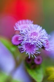 Flore Méditerranéenne