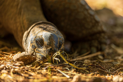 Tortue