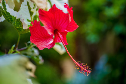 Flore