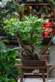 Bonsai