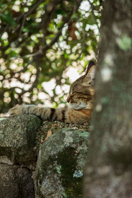 Chat corse