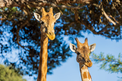 Parc animalier de la Barben