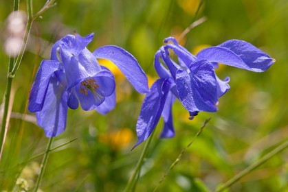 Ancolie des Alpes, Aquilegia alpina
