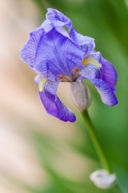 Iris, Iris haynei