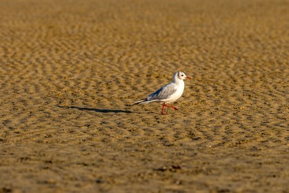 Saint-Malo