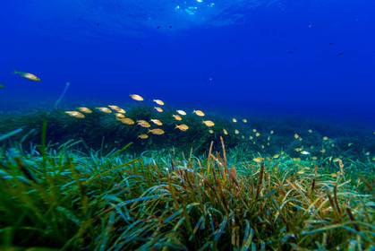 Plongée-sous-marine