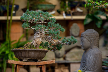 Bonsai