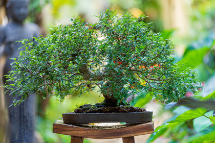 Bonsai Center