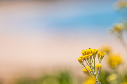 Flore corse