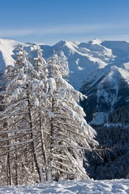 Arbres enneigés