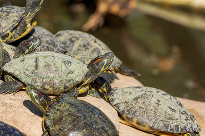 Tortue