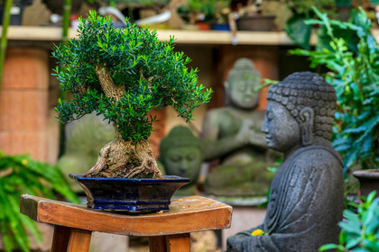 Bonsai