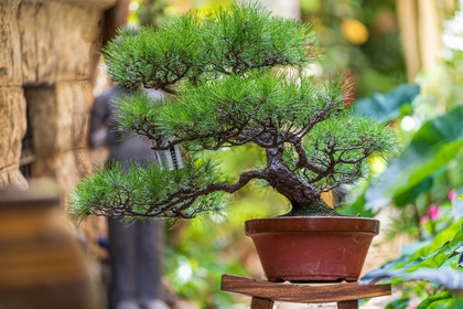 Bonsai Center